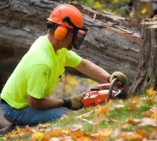 tree services Flatwoods